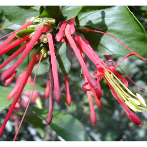 Quintral - Gui à fleurs rouges