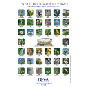 Poster des 38 fleurs de Bach