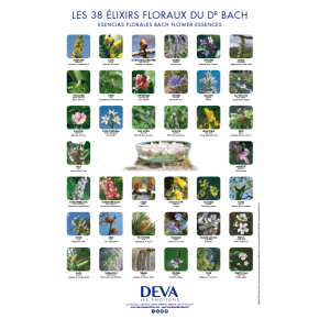 Fleur de BACH Hêtre - Beech bio - Laboratoire DEVA