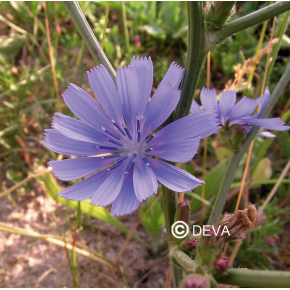 Chicoree - Chicory