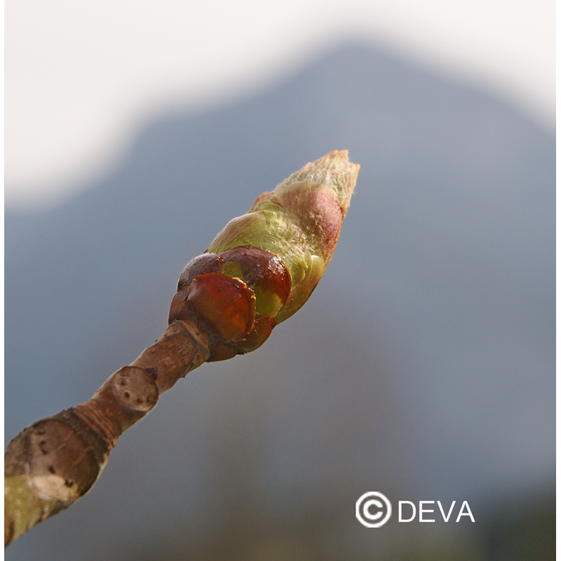 Bourgeons de Marronnier