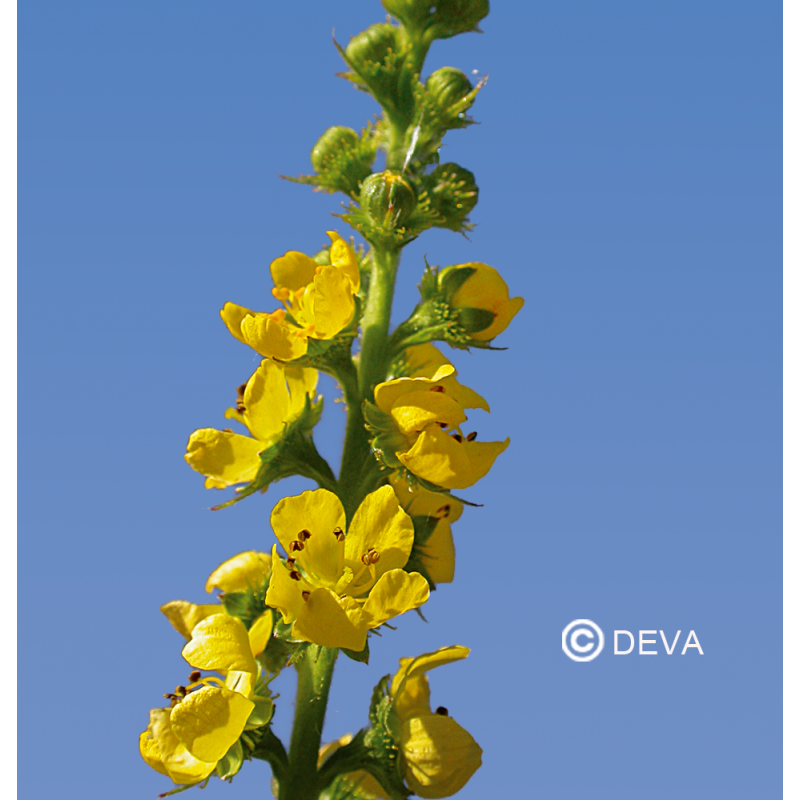 Fleur de Bach Aigremoine - Agrimony bio - Laboratoire DEVA