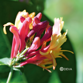 Chèvrefeuille - Honeysuckle