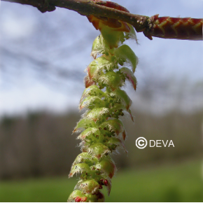 Charme - Hornbeam