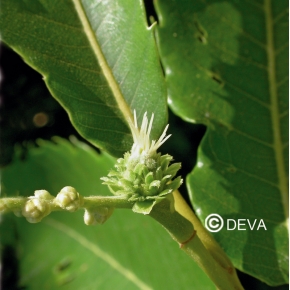 Châtaignier - Sweet chestnut