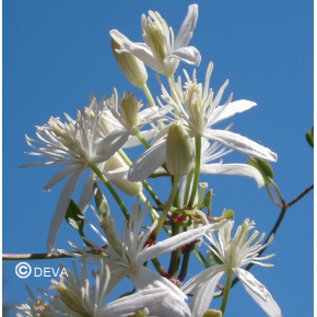 Fleur de BACH Hêtre - Beech bio - Laboratoire DEVA