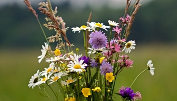 Comment choisir son élixir floral ?