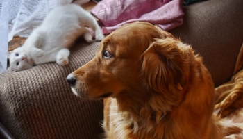 Quelles fleurs de Bach donner à des animaux stressés ?